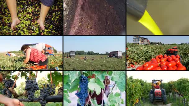 Osztott a mezőgazdaság Dél-Olaszország: olívaolaj, paradicsom, szőlő