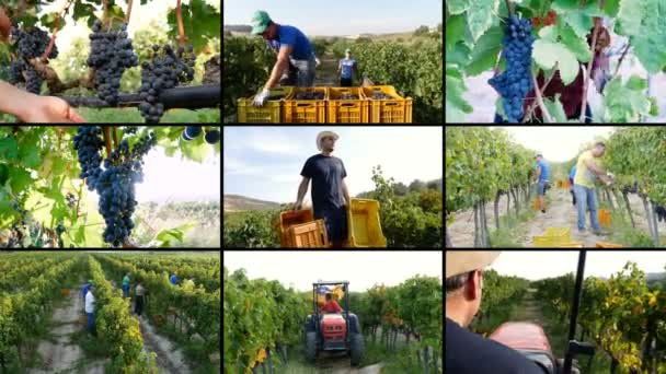 Composition Making Wine South Italy — Stock Video