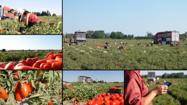 Multiscreen Zuid Italië Oogsten Van Tomaten — Stockvideo