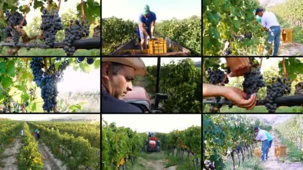 Мультиэкран Работе Винограднике Юге Италии — стоковое видео