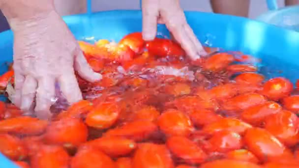 自制番茄酱 意大利妇女洗西红柿 — 图库视频影像
