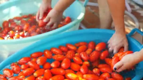 Italiaanse Vrouwen Wassen Tomtoes Het Maken Van Zelfgemaakte Italiaanse Saus — Stockvideo