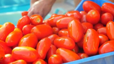 Wahed tomtoes kutusunu güneyinde İtalya-koyarak