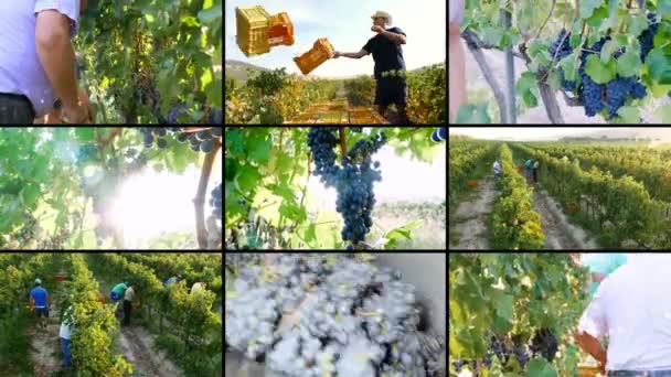 이탈리아의 남쪽에 포도밭에서 사람들 — 비디오