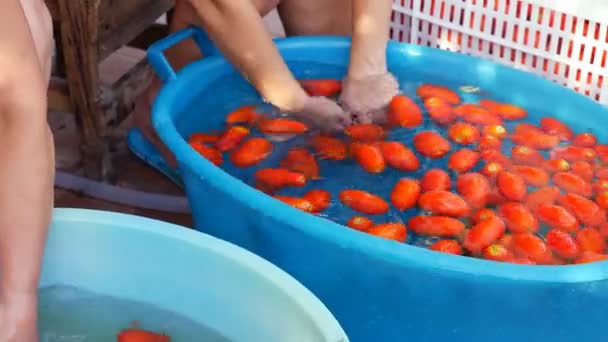 Italiaanse Vrouwen Tomaten Wassen — Stockvideo