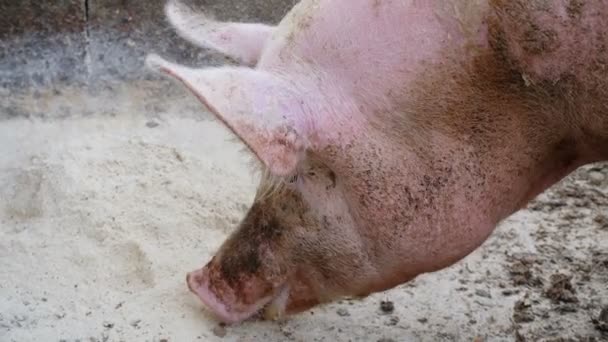 Belo Porco Grande Comendo Close Retrato — Vídeo de Stock