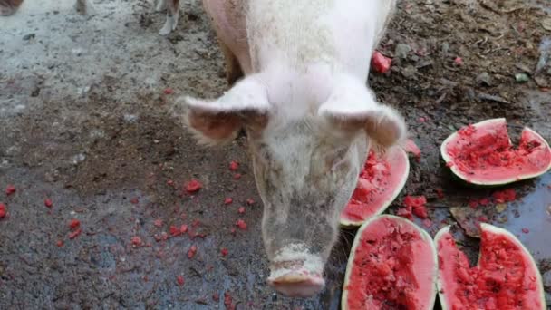 滑稽的猪吃西瓜并且看入照相机 慢动作 — 图库视频影像