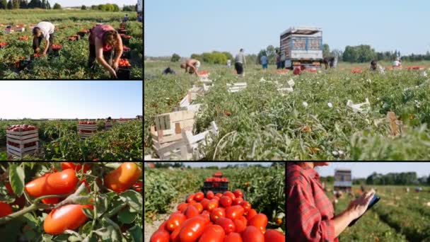 Skład Zbioru Winogron Maszyny Zbioru Pomidorów Południe Włoch — Wideo stockowe