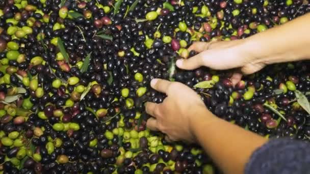 Las Manos Del Agricultor Toman Aceitunas Frescas Cerca — Vídeos de Stock