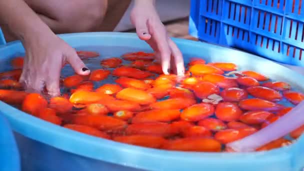 Frauenhände Entleeren Die Tomaten Hautnah — Stockvideo