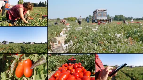 意大利南部夏季多屏幕番茄的收获 — 图库视频影像