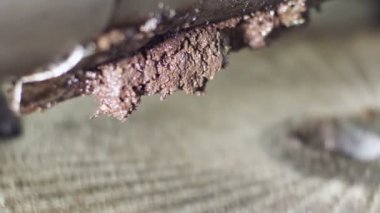  Güney İtalya zeytinyağı fabrikasında zeytin yağı yapma