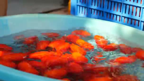 Vrouwen Afvoer Van Verse Tomaten Close — Stockvideo