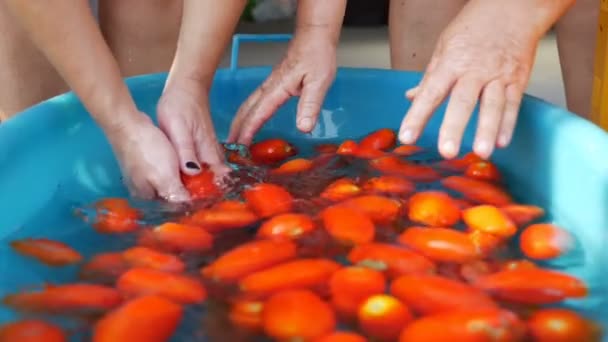 妇女的手排水和干燥新鲜的西红柿 慢动作 — 图库视频影像