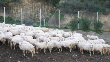 Grup güzel koyun otlatma