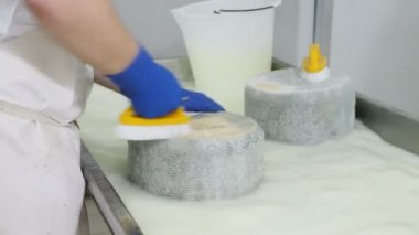 peynir şekilleri - günlüğü peynir fabrikası yıkama