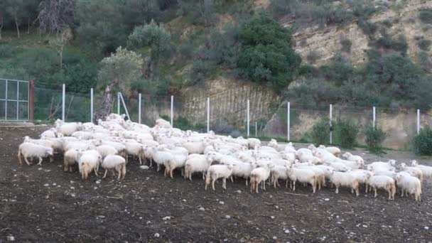 Fabrika Yapımı Peynir Peynir Peynirci Ricotta Kalıpları Sipariş — Stok video