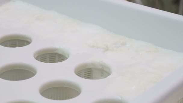 Ricotta Aanbrengend Mallen Zuivel Cheese Factory — Stockvideo