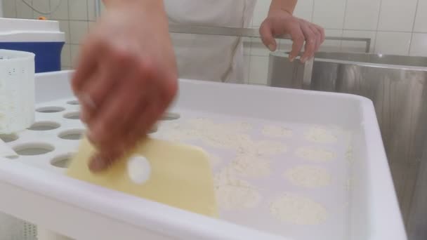 Lavorando Stampi Formaggio Diary Cheese Factory — Video Stock