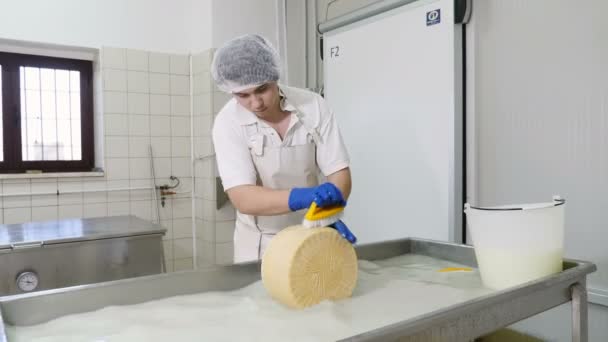 Diary Cheese Factory Operator Washing Cheese Shape — Stock Video