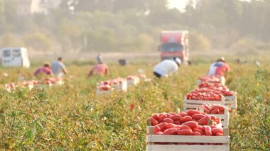 Domates yaz-içinde Ağustos 2017, Rossano, İtalya hasat