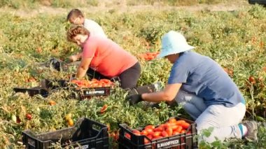 taze çekilmiş domates kutulara koyarak çiftçiler