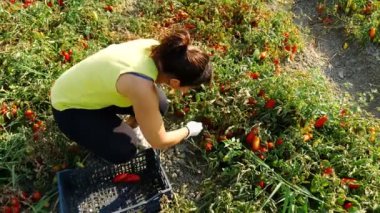 Malzeme çekme domates-İtalya güneyinde diz çökmüş genç kadın çiftçi
