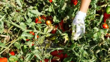 malzeme çekme taze tomtoes güneyinde İtalya eller kadın