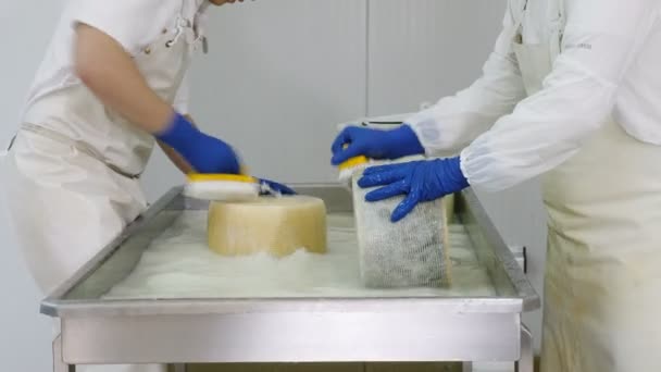 Diary Cheese Factory Washing Cheese Shapes — Stock Video