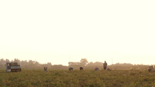 Portrét Zemědělců Vybírání Rajčata Rossano Itálie — Stock video