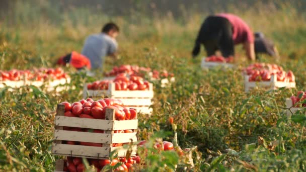Camponeses Campo Tomate Colhendo Tomates Sul Itália Rossano Itália Agosto — Vídeo de Stock