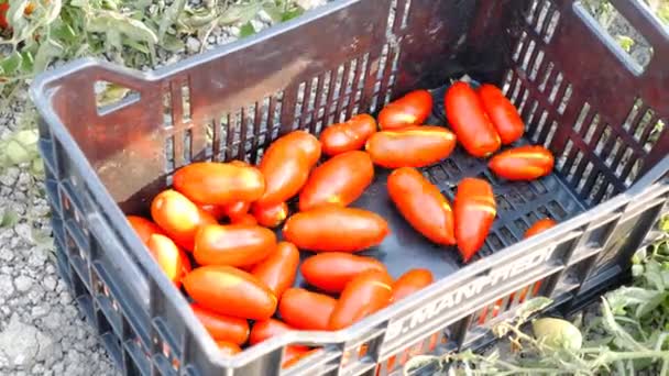 Poner Tomates Recogidos Caja Hravesting Tomates Insouth Italy — Vídeos de Stock