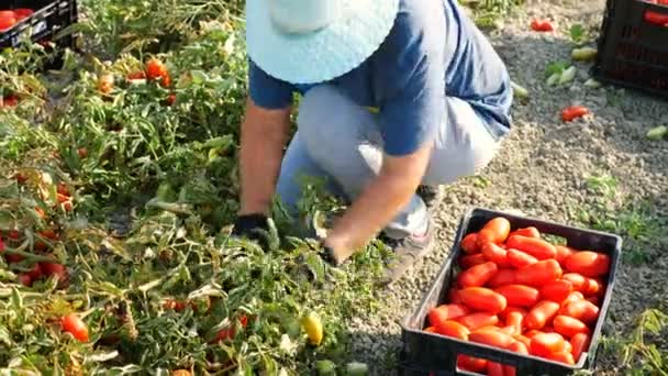 Unga Jordbrukare Plocka Tomater Och Sätta Dem Rutan — Stockvideo