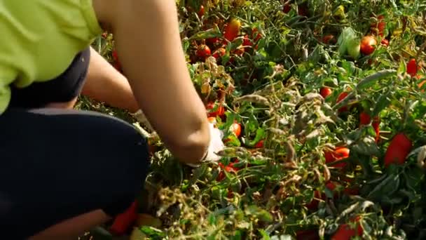 Giovane Donna Che Raccoglie Pomodori Freschi Nel Sud Italia — Video Stock