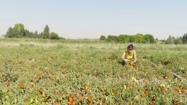 Woman Kneeling Tomatoes Field Harvesing Tomatoes South Italy — Stock Video