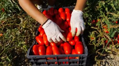 İtalya güneyinde kutusu-hasat domates taze domates koyarak