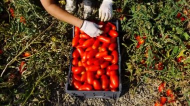 Güney İtalya'nın kutusu toplama domates taze domates yerleştirerek