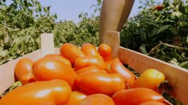Box - hasat domates güneyinde İtalya olgun domates koyarak