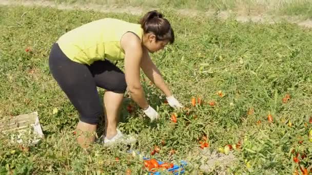 Tomatenernte Bäuerin Pflückt Tomaten Süditalien — Stockvideo