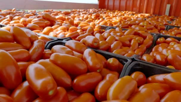 意大利南部装满新鲜西红柿的盒子 — 图库视频影像