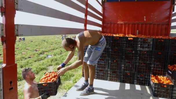 Bauern Laden Kisten Mit Frischen Tomaten Auf Den Lastwagen — Stockvideo