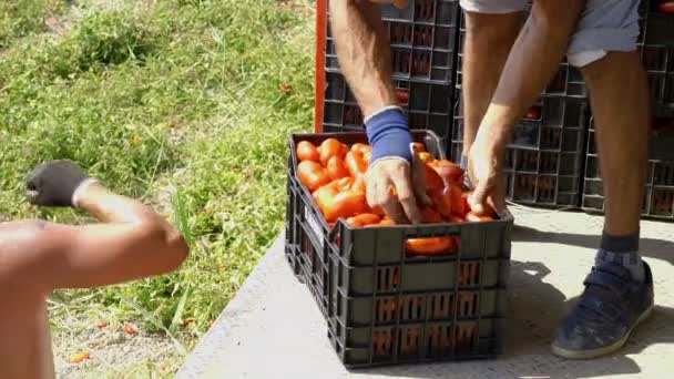 在卡车上装上沉重的西红柿盒 夏季收获西红柿 — 图库视频影像
