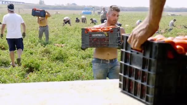 Trabajo Duro Los Campos Tomate Cargando Cajas Tomates Camión Rossano — Vídeos de Stock