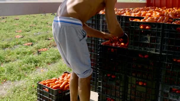 Молодой Фермер Грузовике Раздает Помидоры Коробках Юге Италии — стоковое видео