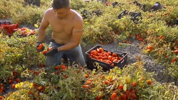 Jungbauer Pflückt Tomaten Auf Dem Feld Südlich Von Italien — Stockvideo