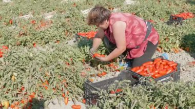 Yaşlı kadın güneyinde İtalya içinde taze domates toplama portresi
