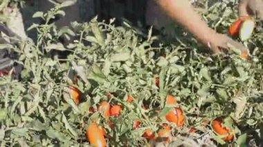 bir domates - hasat domates Güney İtalya tespit el