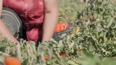 Domates hasat:: Güney İtalya içinde domates toplama kadın eli