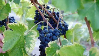  İtalya, Calabria güneyinde: üzüm demet-yakından ışık hüzmesi