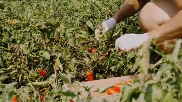 Raccolta Pomodori Sul Campo Estate Sud Italia — Video Stock